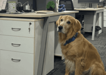 Pawsitive Leadership: Golden Retriever Appointed Chief Happiness Officer at Hyderabad’s Harvested Robotics
