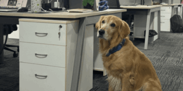 Pawsitive Leadership: Golden Retriever Appointed Chief Happiness Officer at Hyderabad’s Harvested Robotics