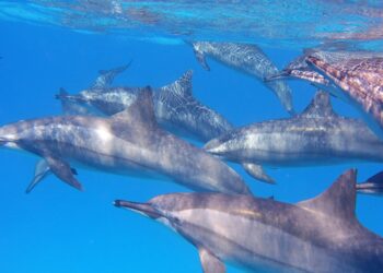 Two Shipping Accidents Off Kerala Underscore Urgency of High Seas Treaty