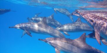 Two Shipping Accidents Off Kerala Underscore Urgency of High Seas Treaty