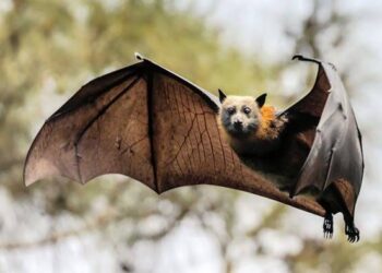 Chinese Scientists Discover 22 New Viruses in Bats, Raising Global Health Concerns