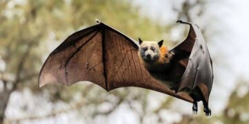 Chinese Scientists Discover 22 New Viruses in Bats, Raising Global Health Concerns