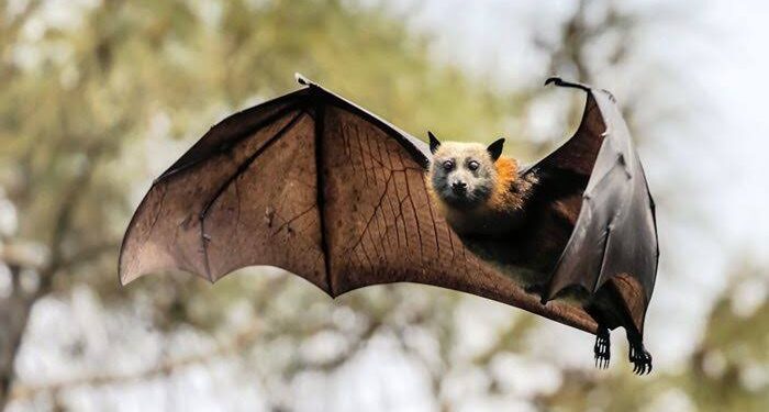 Chinese Scientists Discover 22 New Viruses in Bats, Raising Global Health Concerns