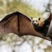 Chinese Scientists Discover 22 New Viruses in Bats, Raising Global Health Concerns