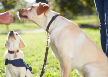 The Spiritual Superpowers of Dogs: More Than Man’s Best Friend