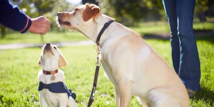 The Spiritual Superpowers of Dogs: More Than Man’s Best Friend