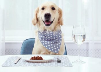 Childless Dog Owners Say Pets Are Center of Their Lives, Survey Finds