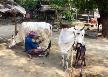 India’s Dairy Sector Faces Potential $12.3 Billion Loss if Opened to U.S. Imports, SBI Report Warns