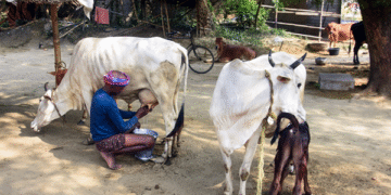 India’s Dairy Sector Faces Potential $12.3 Billion Loss if Opened to U.S. Imports, SBI Report Warns
