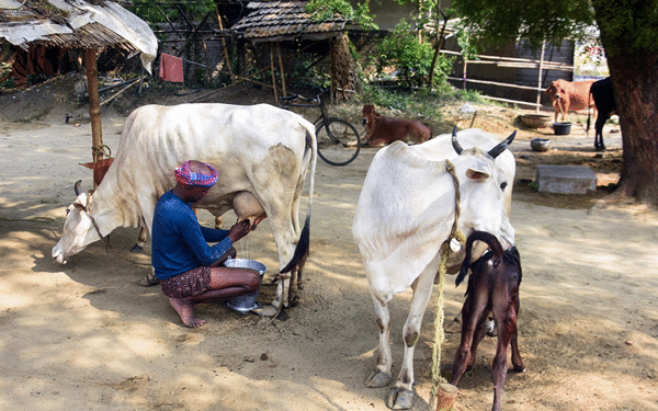 India’s Dairy Sector Faces Potential $12.3 Billion Loss if Opened to U.S. Imports, SBI Report Warns