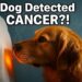 Dog’s Extraordinary ‘Sixth Sense’ Leads to Life-Saving Cancer Diagnosis