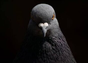 Pigeons and Your Health: How to Protect Your Lungs