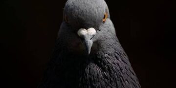 Pigeons and Your Health: How to Protect Your Lungs