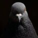 Pigeons and Your Health: How to Protect Your Lungs