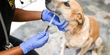India Battles Rabies: State-Wise Data, Medicine Availability, and Government Efforts