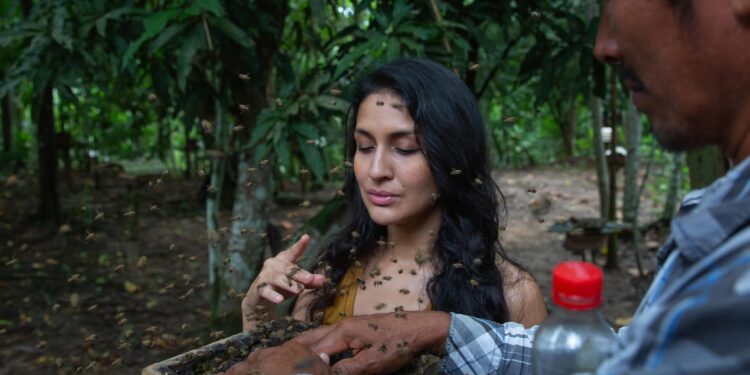 Native Stingless Bees Become the World’s First Insects to Receive Legal Rights