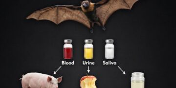 Nipah Virus Raises Fresh Alarm in India as Global Health Experts Warn of High Fatality Risk