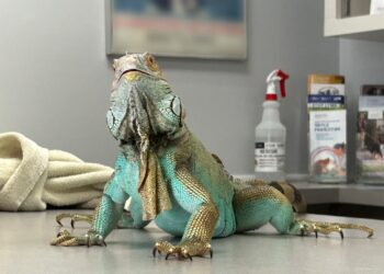 Florida Residents Witness Unusual “Crash-Landing” Iguanas During Winter