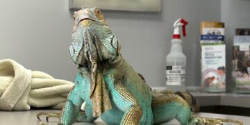 Florida Residents Witness Unusual “Crash-Landing” Iguanas During Winter