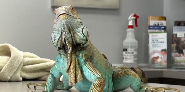 Florida Residents Witness Unusual “Crash-Landing” Iguanas During Winter