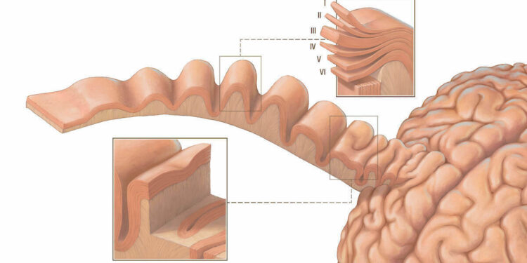 Cortical Thinking: How the Brain’s Cortex Shapes Human Judgment and Decision-Making