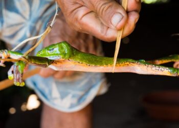 Do Hunters Use Frog Venom for “Super Powers”? Myth, Ritual, and Science Explained