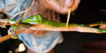 Do Hunters Use Frog Venom for “Super Powers”? Myth, Ritual, and Science Explained